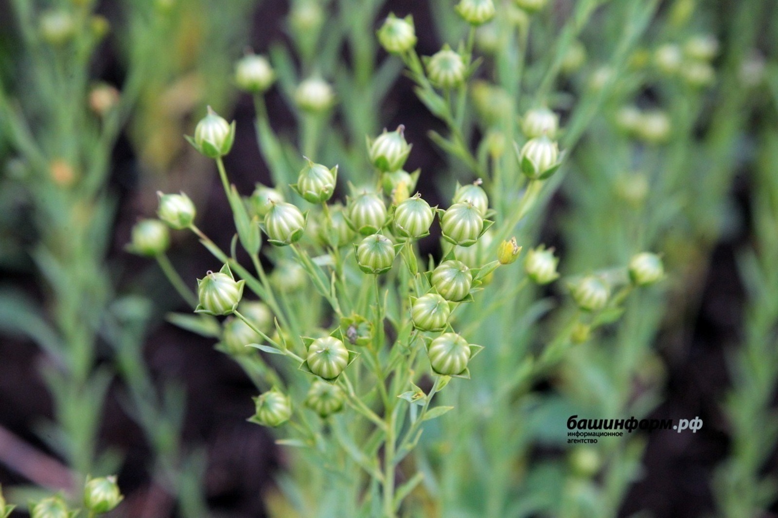 Башкирия экспортировала с начала года более 2 тысяч тонн семян