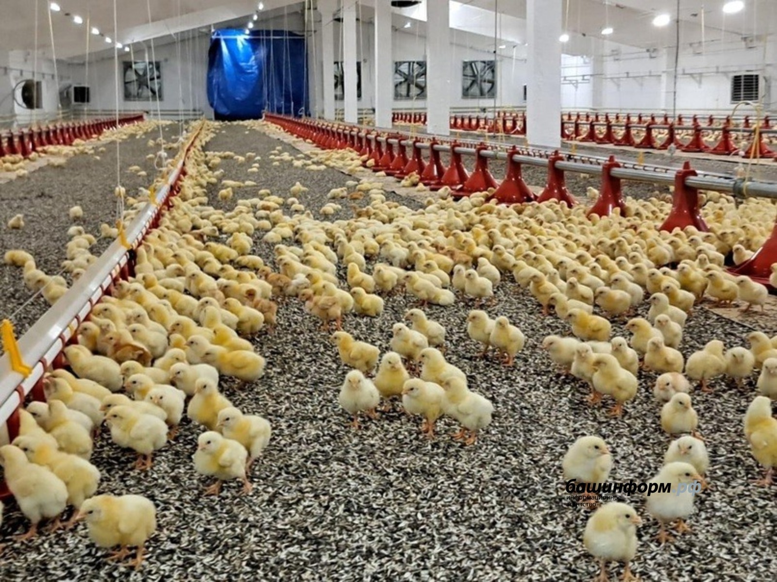 Запущен еще один цех птицефабрики «Чермасан» в Башкирии