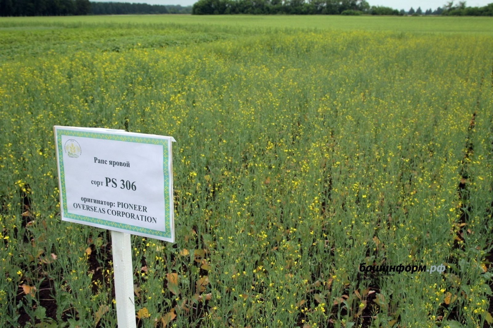 Башкирия снизила экспорт кормов для сельхозживотных