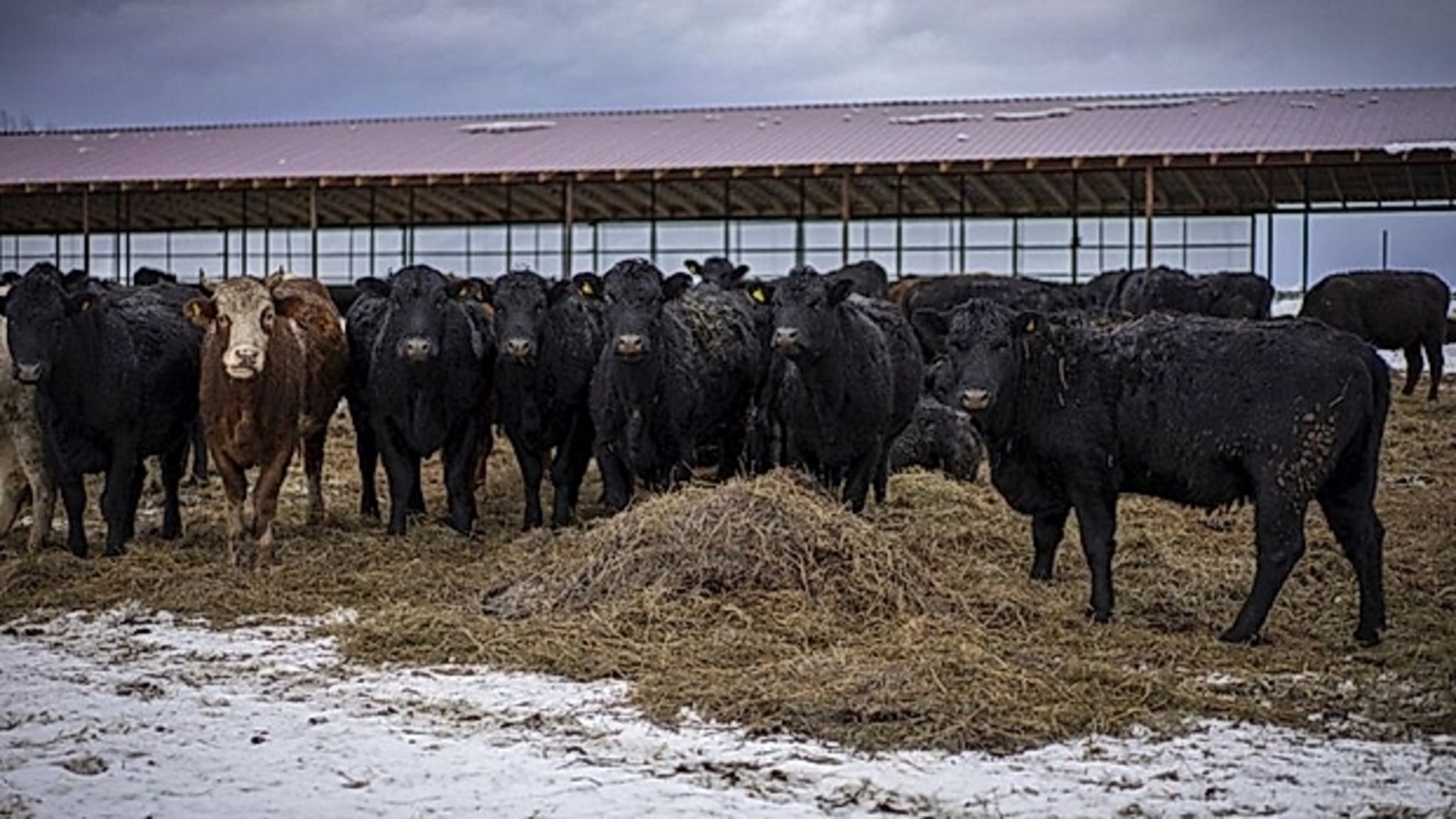 В Иглинском районе заработал современный фидлот для откорма КРС