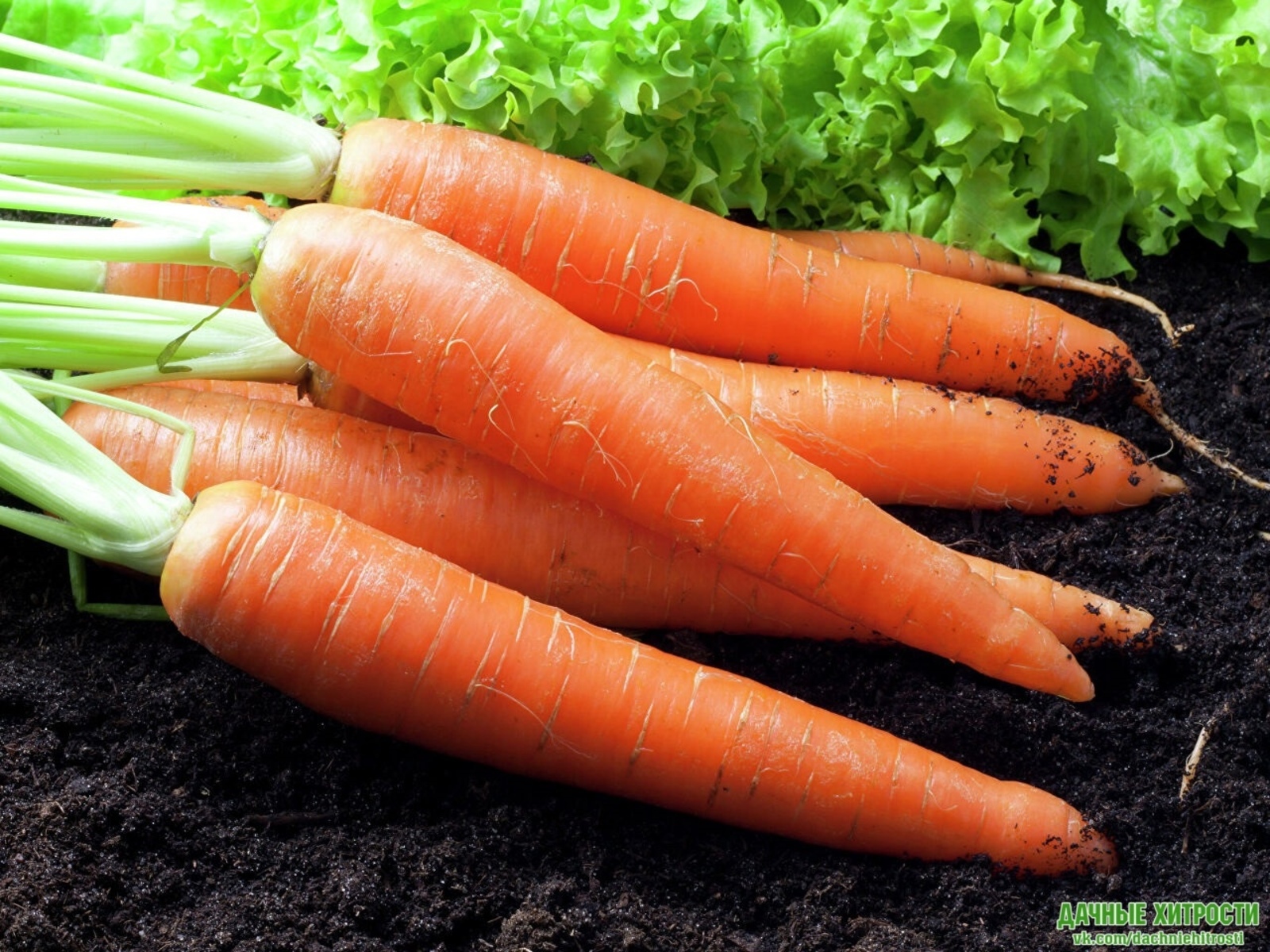 Маленькие хитрости по уходу за морковью