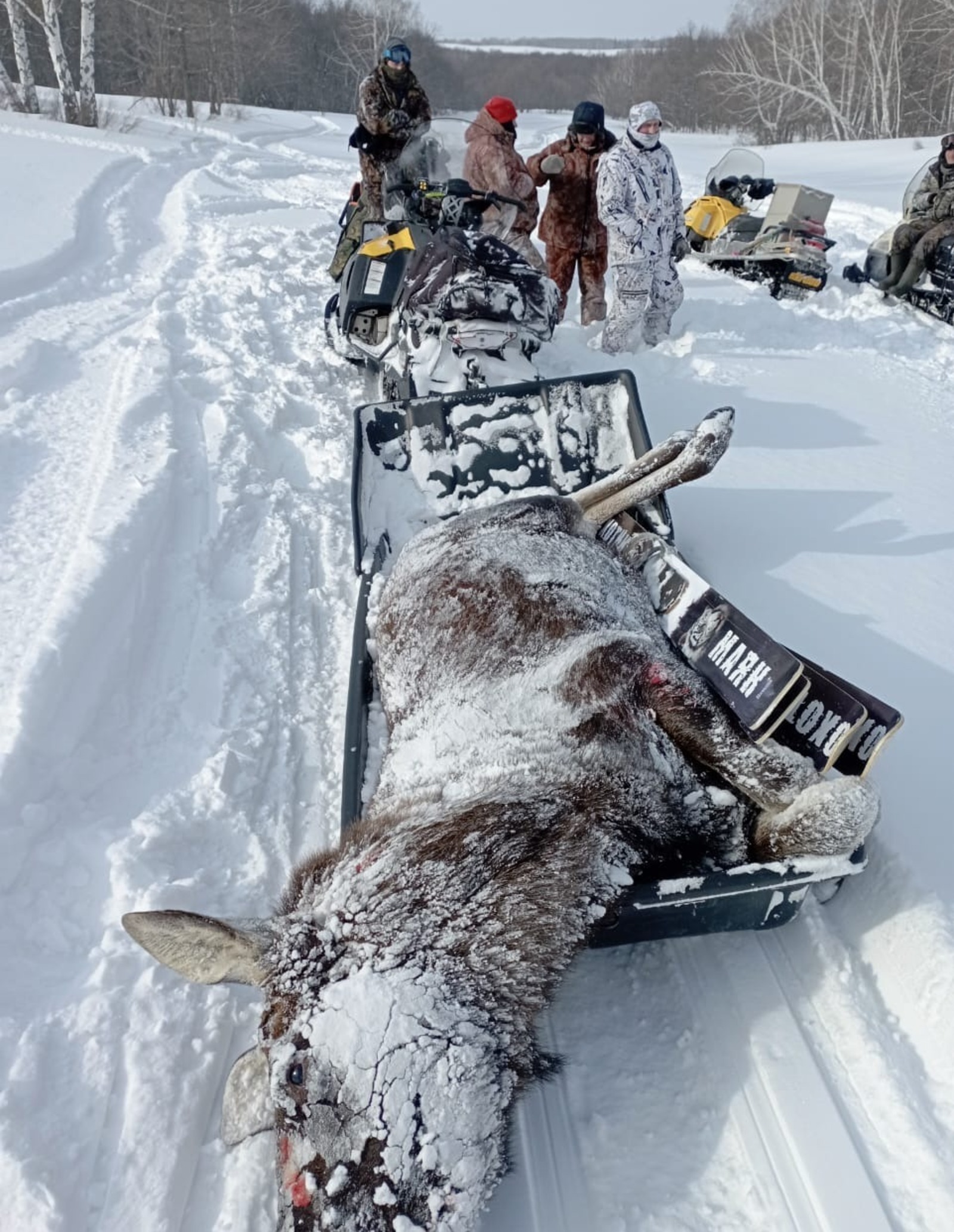 НОВЫЕ ПОДРОБНОСТИ о чиновниках-браконьерах, убивших трех лосей  на границе Оренбуржья и Башкирии