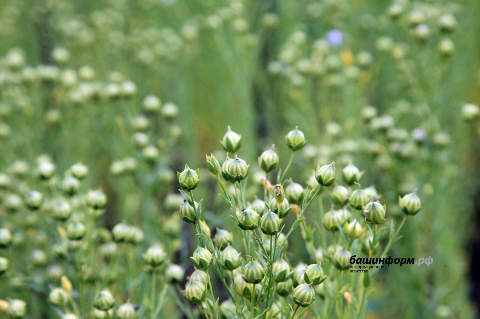 Башкирский лён востребован в Китае