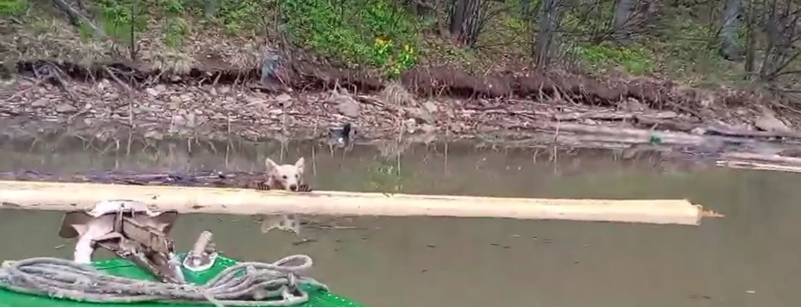 Житель Башкирии спас тонувшего медвежонка