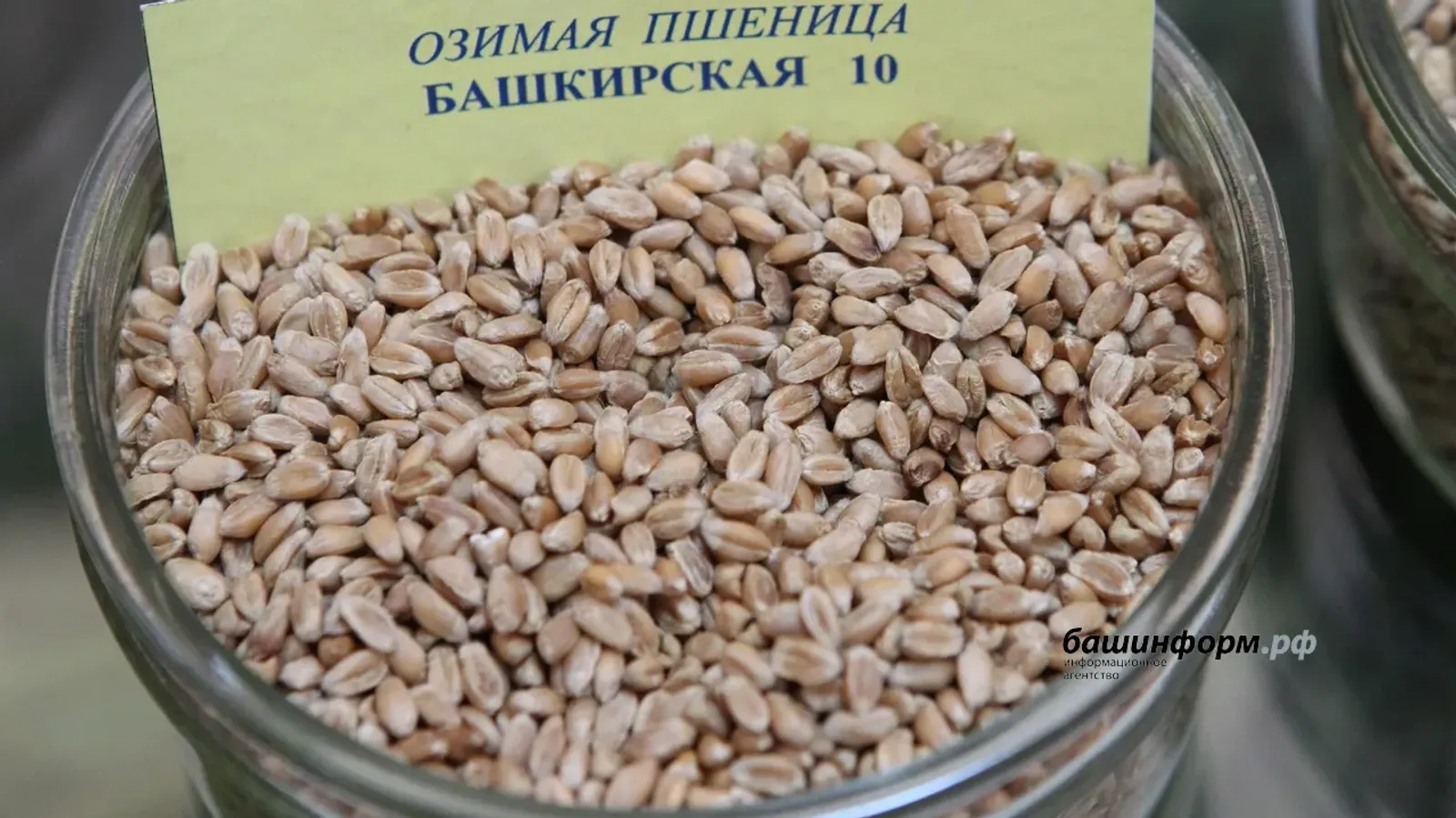 Башкирия вдвое увеличила экспорт семян