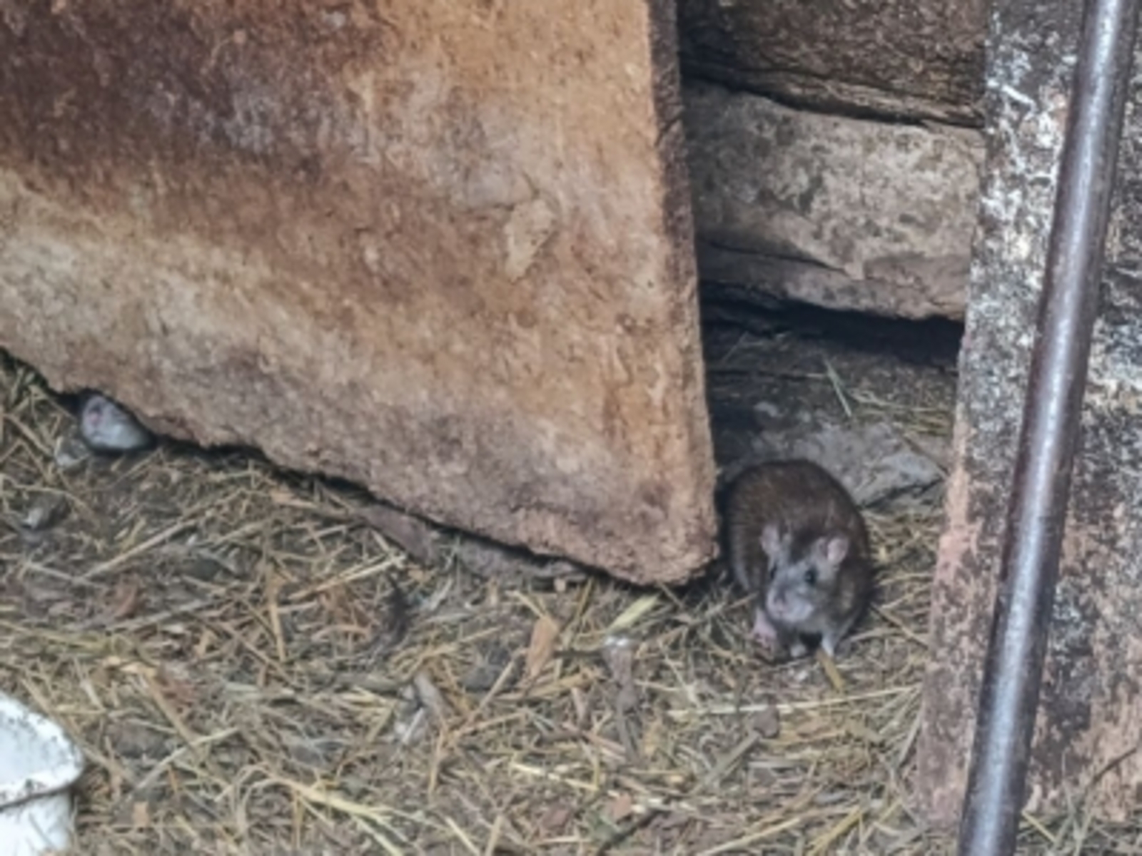 В Башкирии от мышиной лихорадки скончались два человека