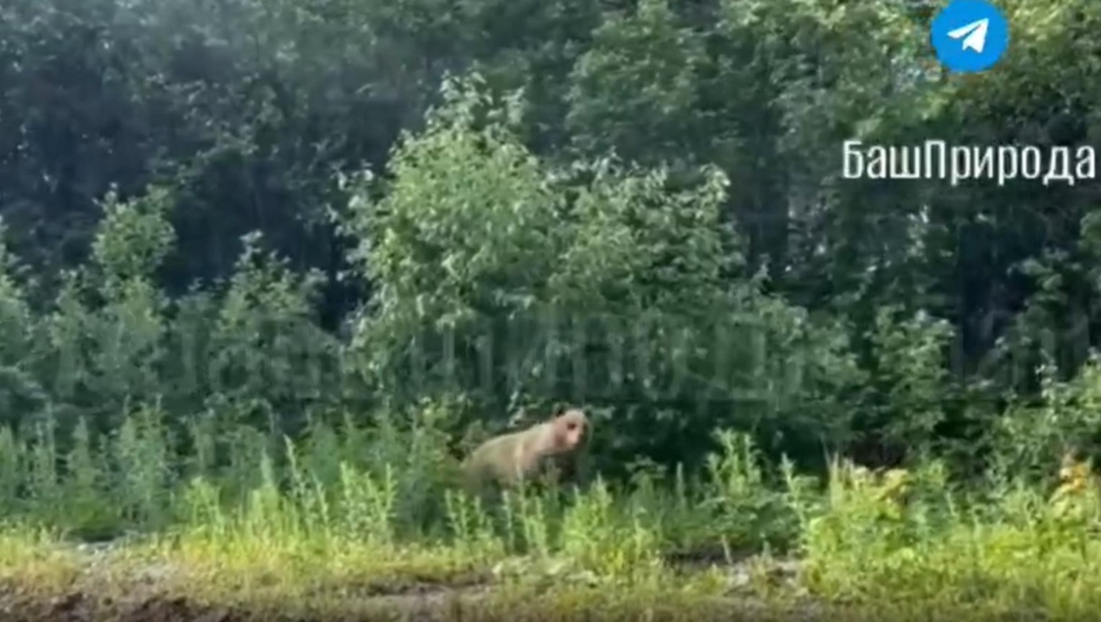 Жители Башкирии заметили в густой траве медведя-лакомку