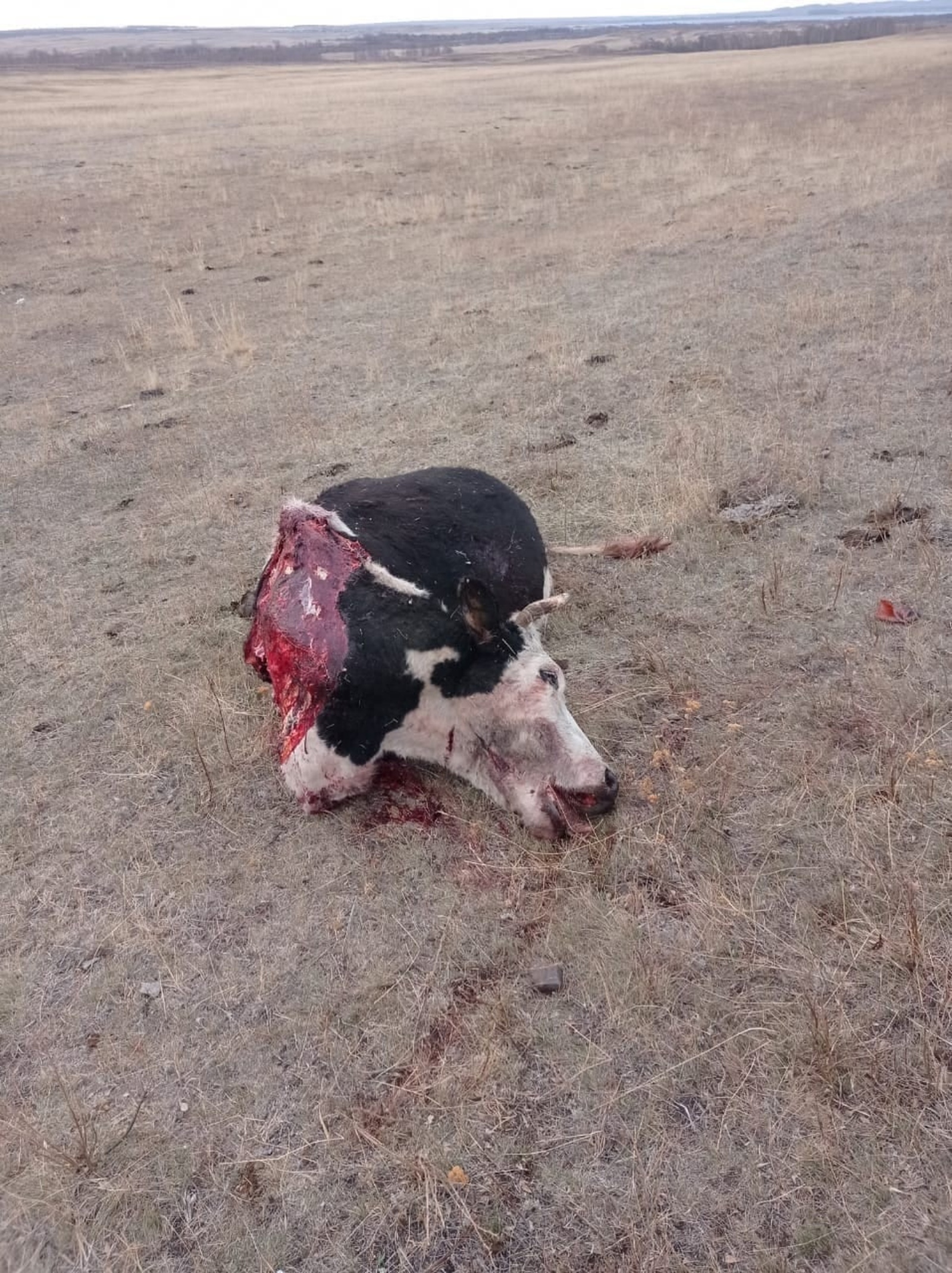 УЖАСАЮЩИЙ СЛУЧАЙ: в одной из деревень Башкирии "охотники" застрелили, разделали и увезли домашний скот