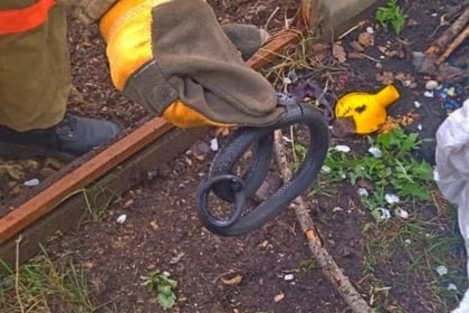 В Уфе в теплице на участке СНТ обнаружили змею
