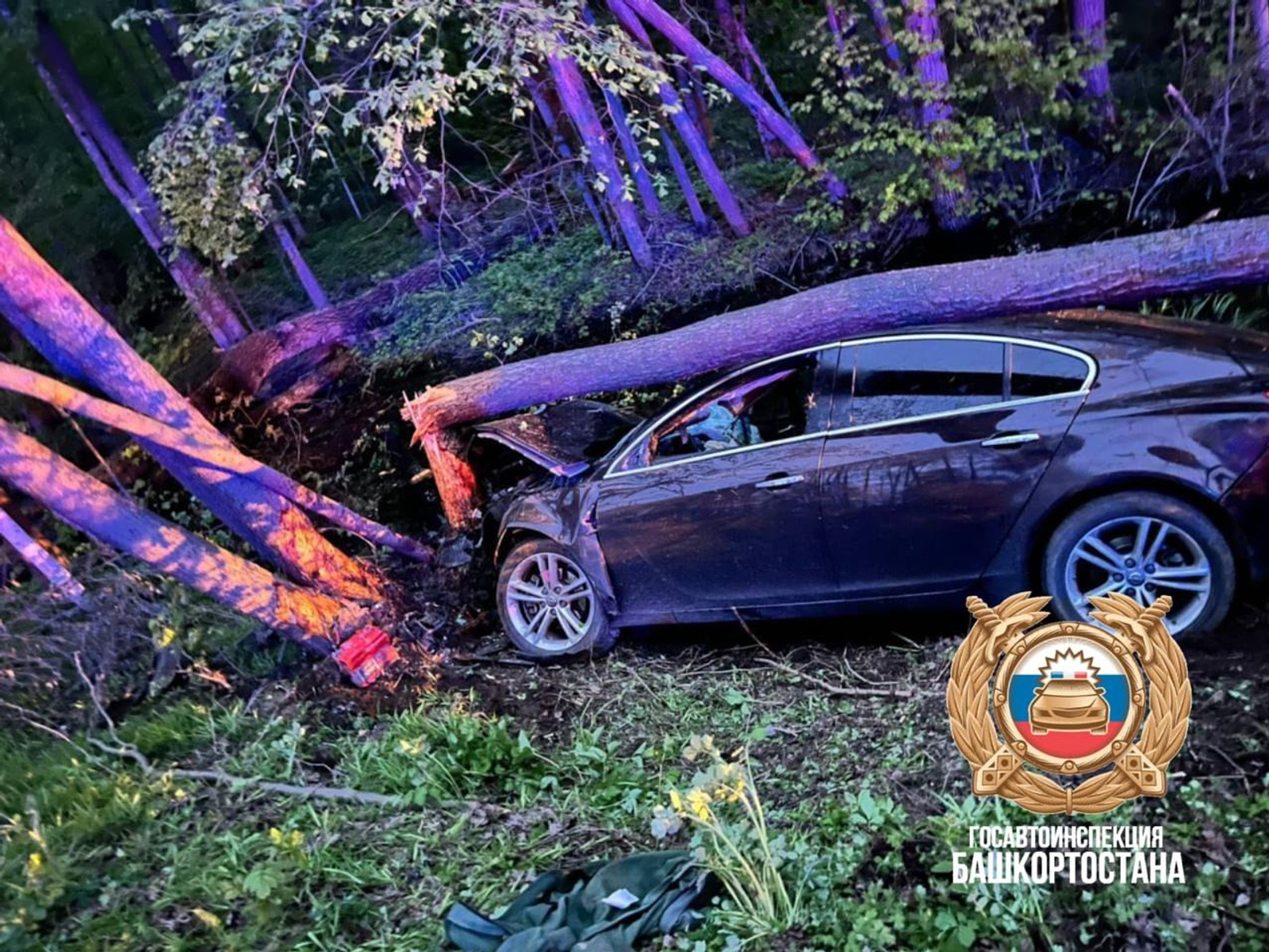 В Башкирии выбежавший на дорогу лось спровоцировал смертельное ДТП