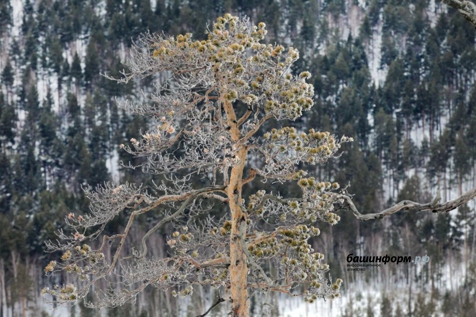 Стала известна судьба пожилой женщины, замерзшей в лесу Башкирии