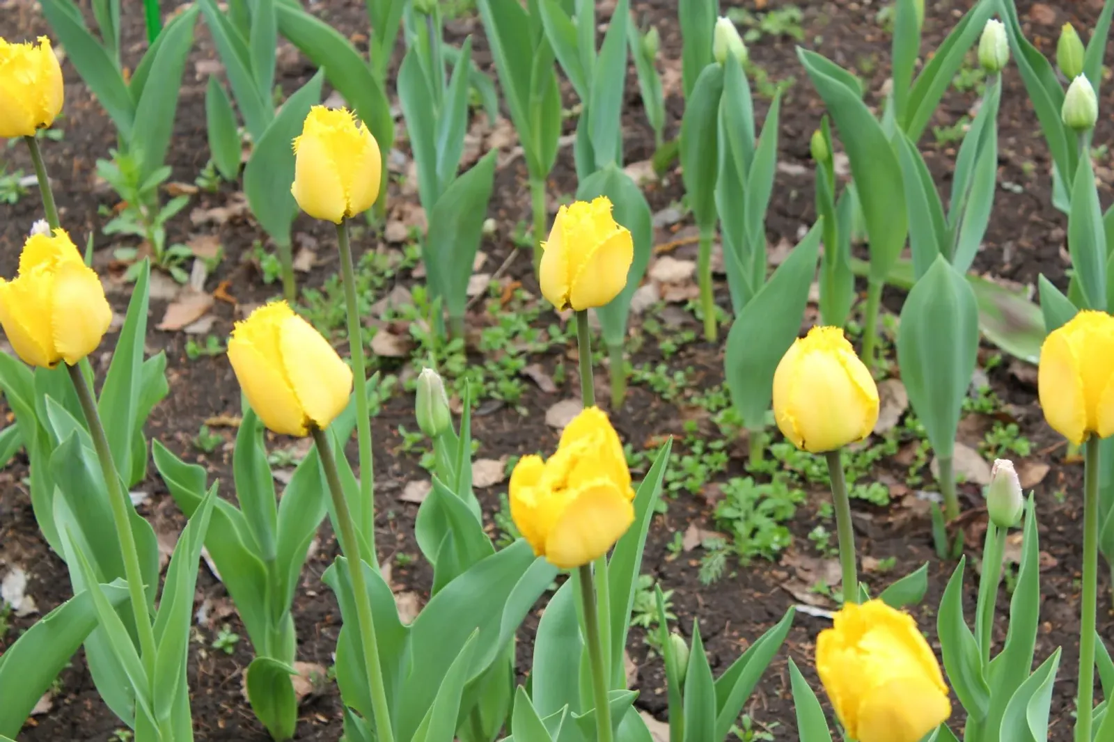 Каким будет май: синоптики дали прогноз