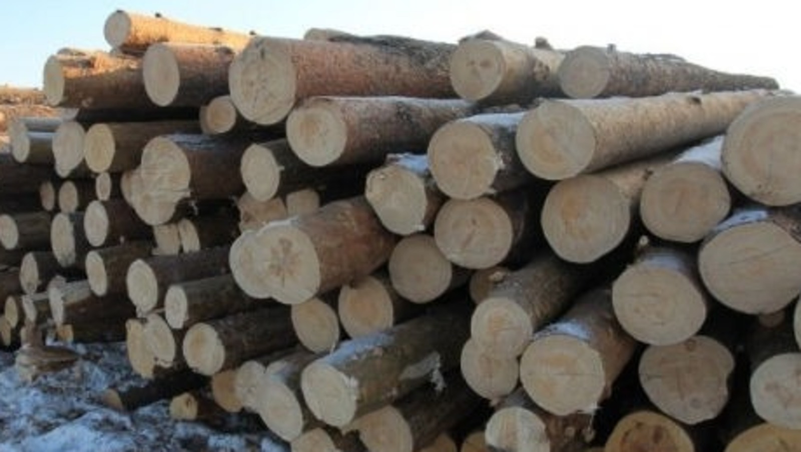 Житель Башкирии за рубку леса оказался в колонии