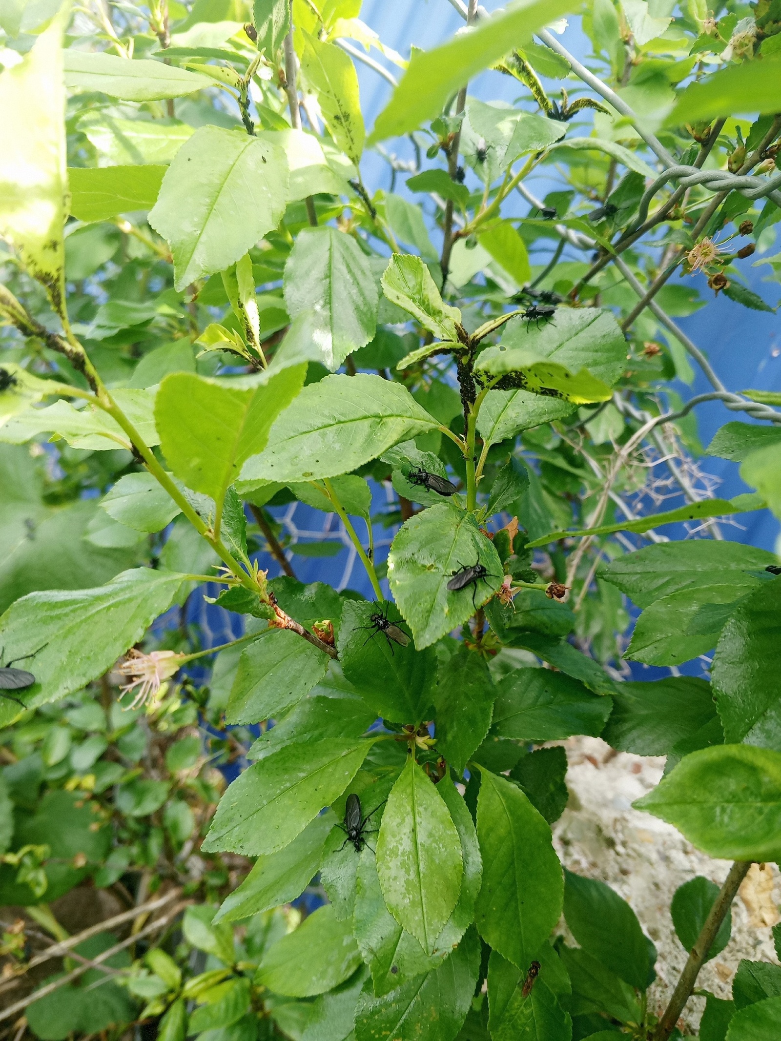 "Черные мухи" заполонили все вокруг: нашествие странных насекомых