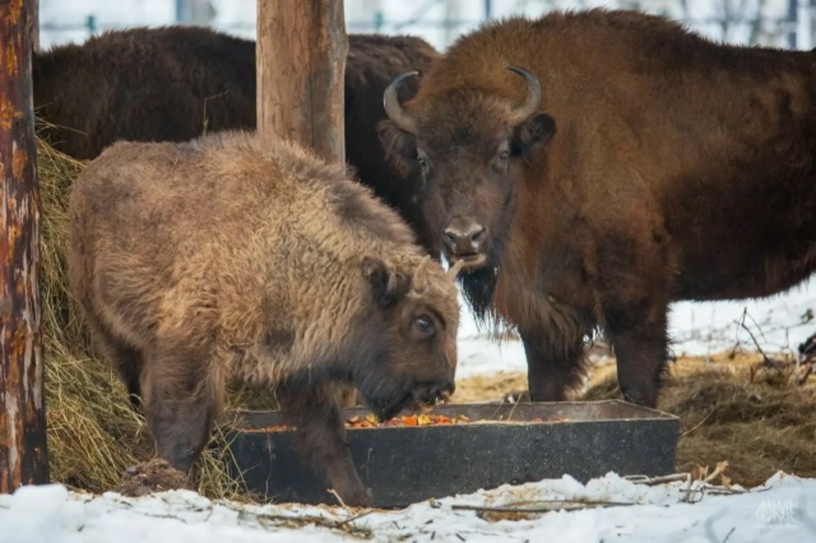 Проект по разведению зубров в Башкирии получил грант Президентского фонда